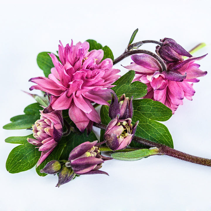 Several Rose Barlow Columbine flowers and buds with foliage on a white background.