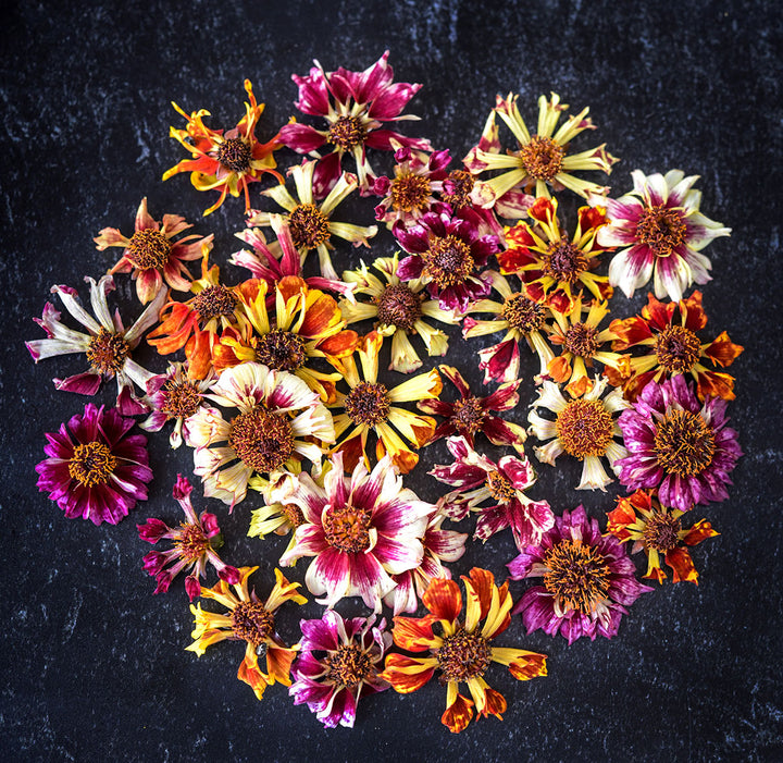 Incredible Sea Shells Mix Coreopsis flowers arranged on a dark background.