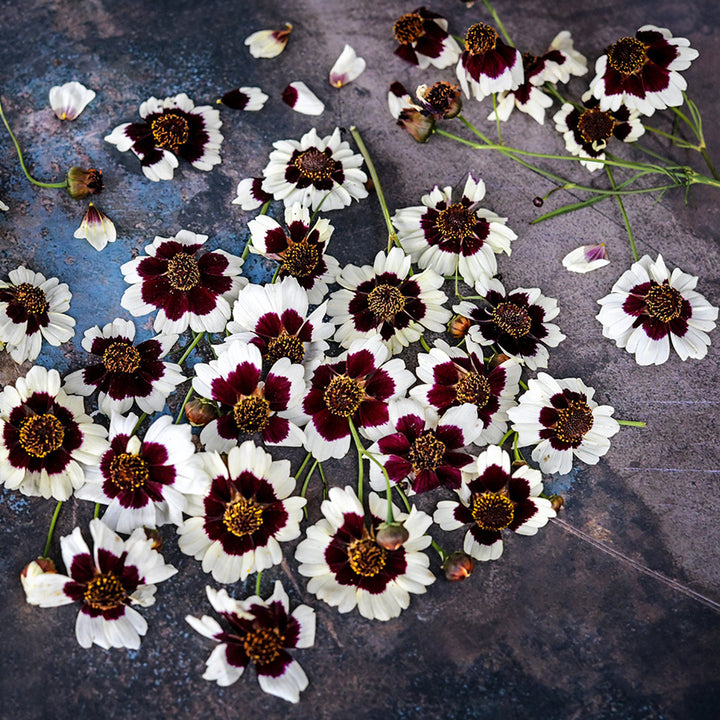 Incredible Swirl Coreopsis arranged on a patina background.