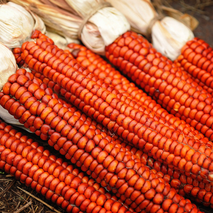 Atomic Orange Corn cobs stacked up on the back of truck bed.