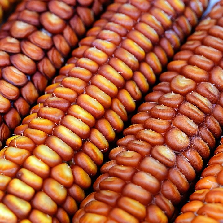 A close-up view of Bronze Orange Corn on the cob.