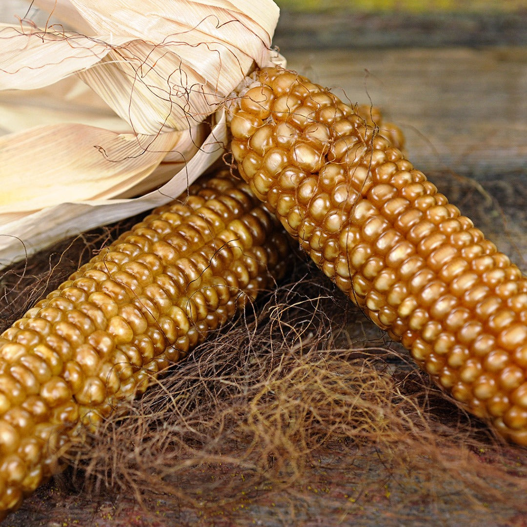 A couple of Chapalote Corn cobs with husks and silk on a wooden background.
