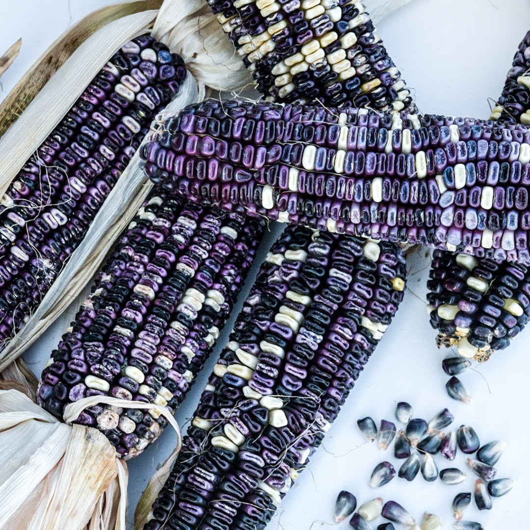 Cherokee White Eagle Corn Cobs arranged with kernels on a white background.