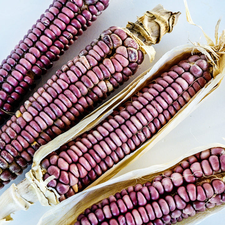 Four Tutelo Strawberry Corn cobs arranged on white background.