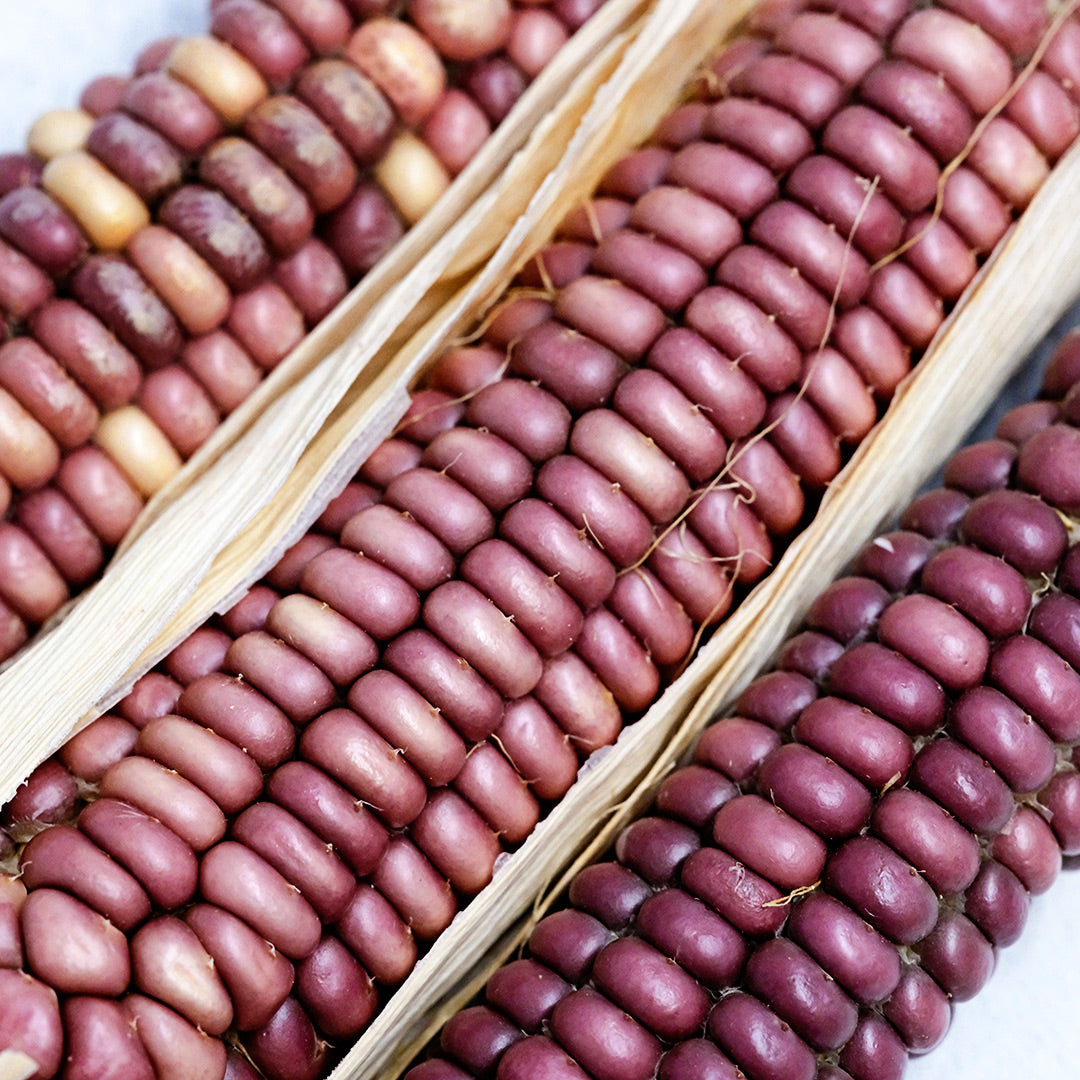 A close-up of Tutelo Strawberry Corn kernels on the cob.