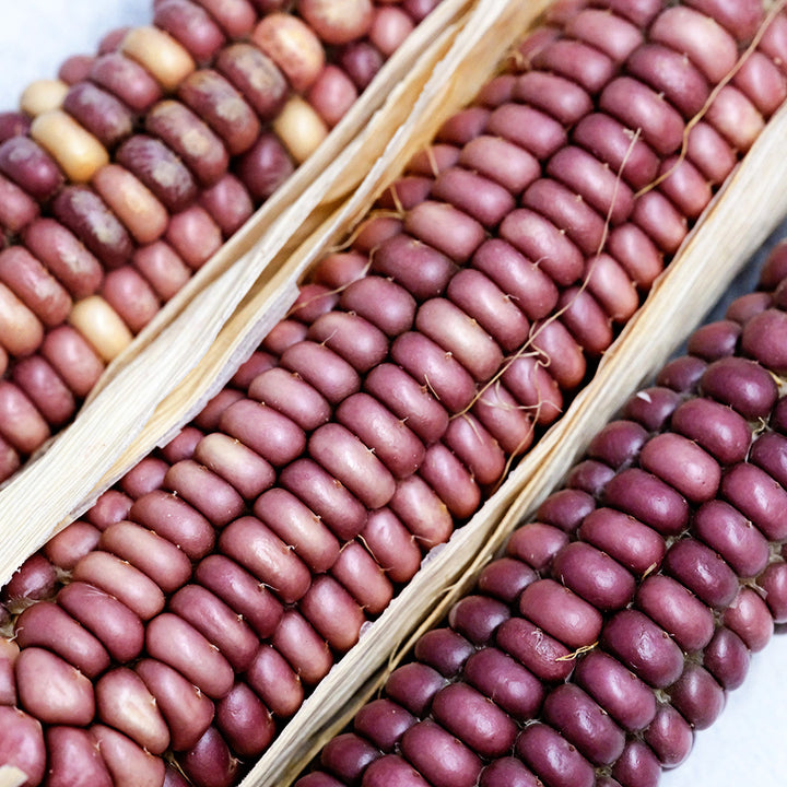 A close-up of Tutelo Strawberry Corn kernels on the cob.
