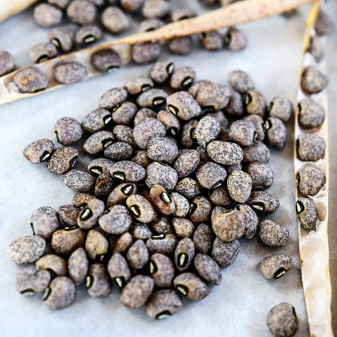 A close-up of Blue Goose Cowpeas with dried pods on light background.