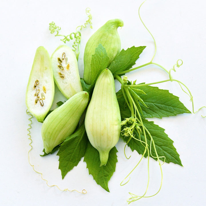 Lady Slipper Achocha fruit arranged with leaves and curly vines on white.
