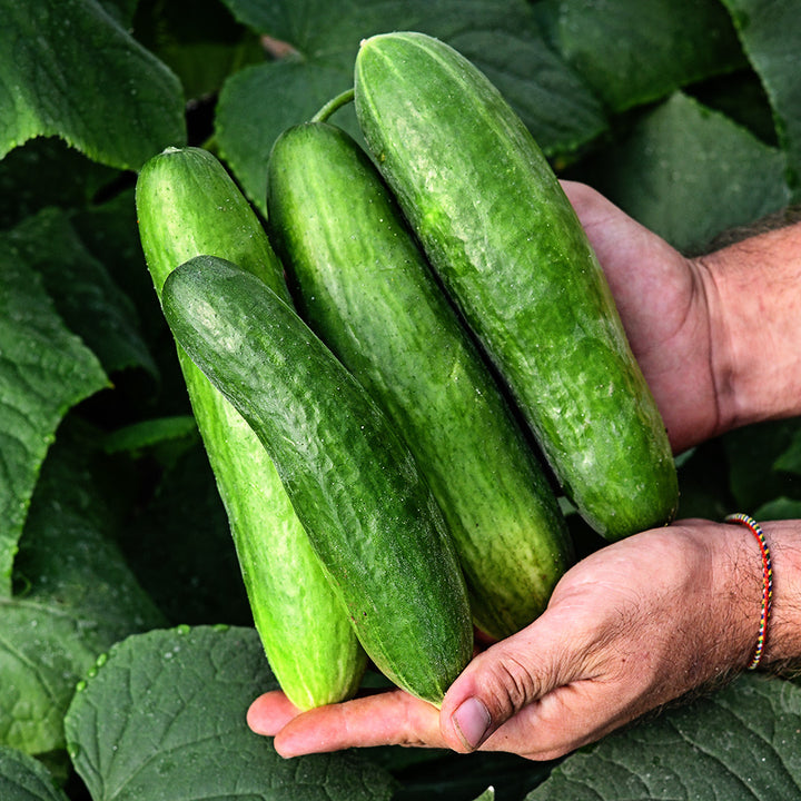A gardener holding a quartet of Shimshon Cucumbers against foliage as a background.