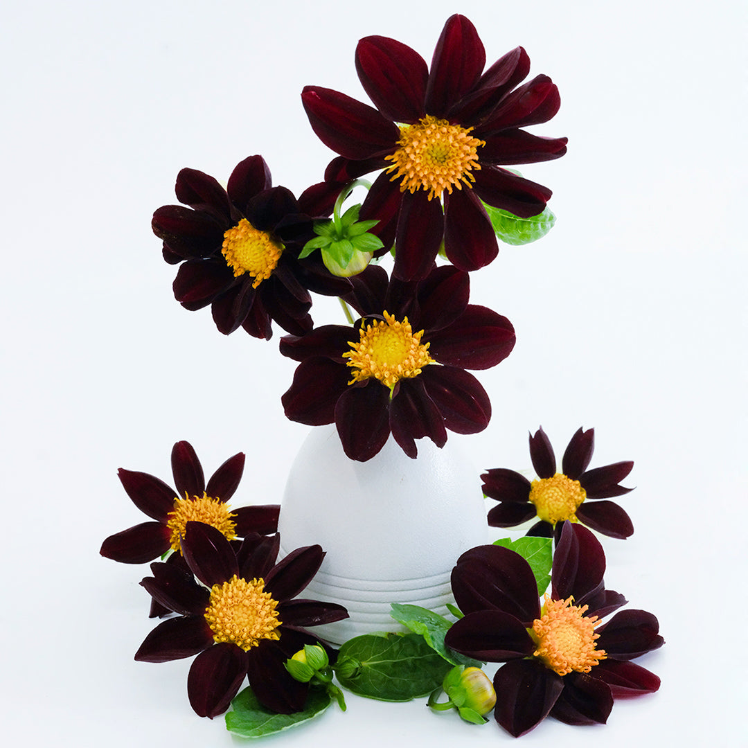 An arrangement of Black Beauty Dahlia flowers in a white vase on a white background.