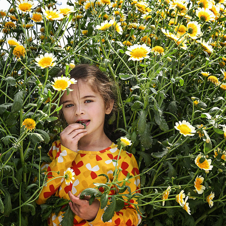 A little girl standing in bed full of blooming Big Leaf Tong Ho Chrysanthemum plants.
