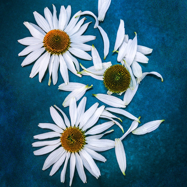 A couple of White Swan Echinacea with petals on dark blue background.