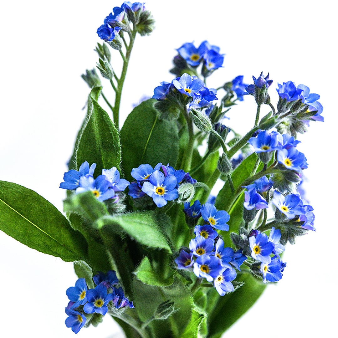 An arrangement of Bellamy Blue Forget-Me-Not flowers against a white background.