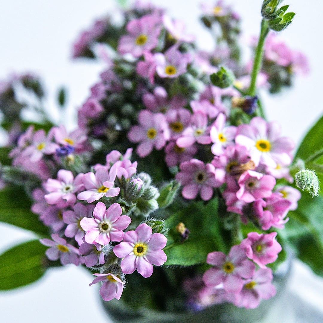 A close-up view of Bellamy Pink Forget-Me-Not flowers arranged in a vase.