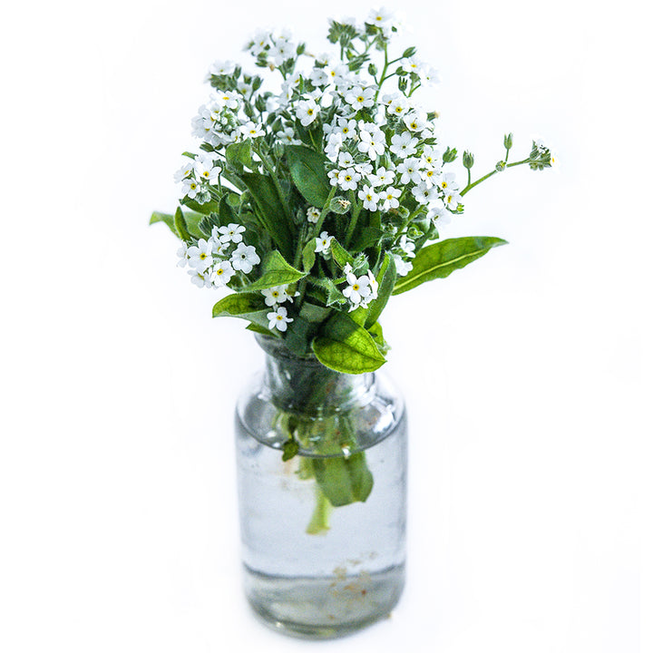 An arrangement of Bellamy White Forget-Me-Not flowers in a vintage vase against a white background.