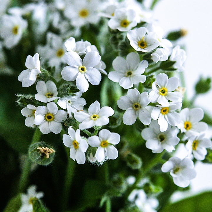 A close-up view of tiny little Bellamy White Forget-Me-Not flowers.