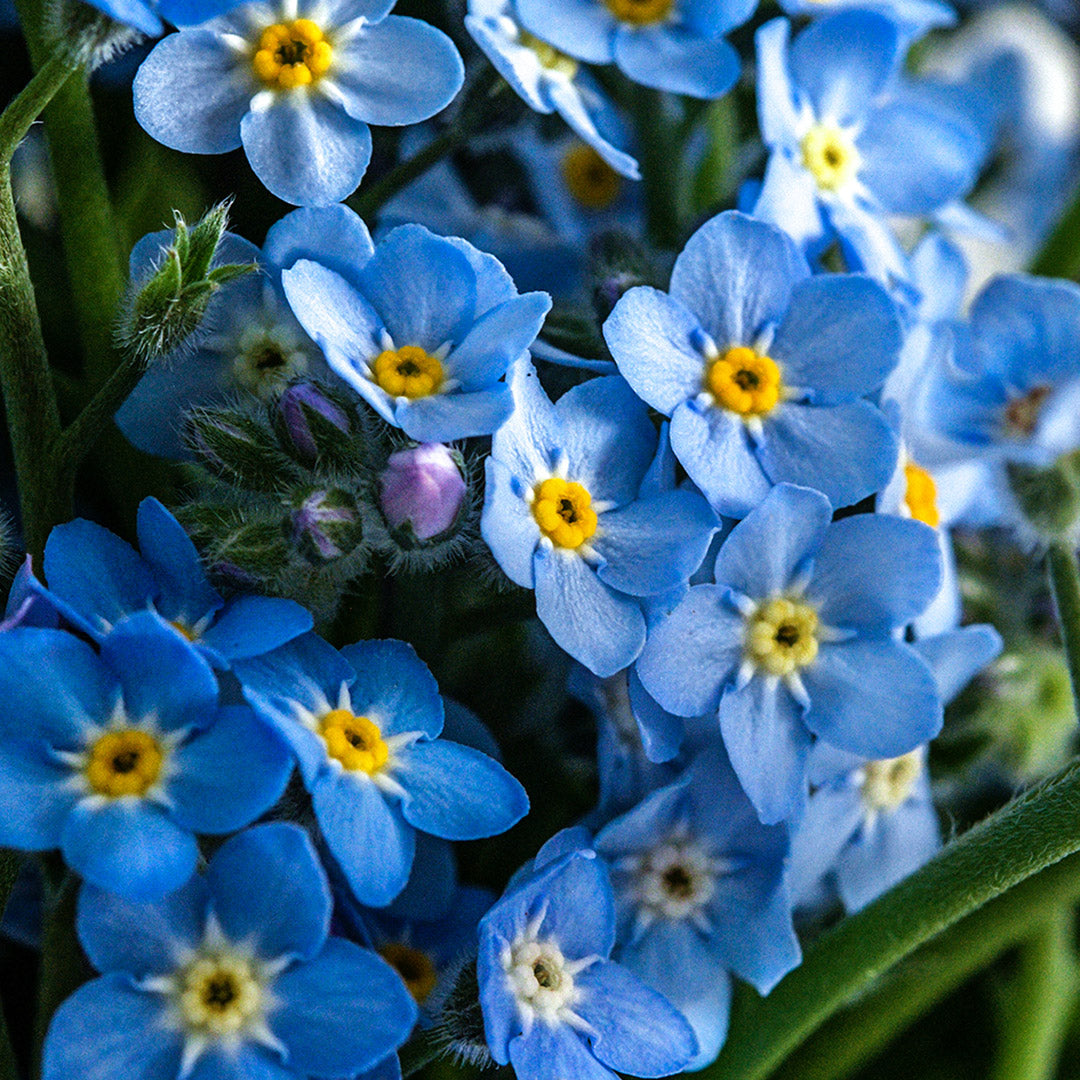 A close-up macro view of Blue Bird Forget-Me-Not flowers.