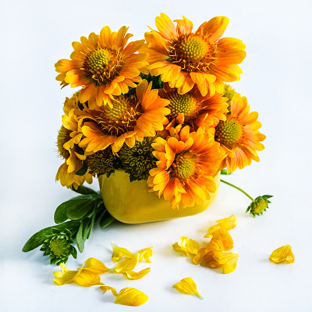 Arizona Apricot Gaillardia flowers arranged in a yellow vase on a white background.