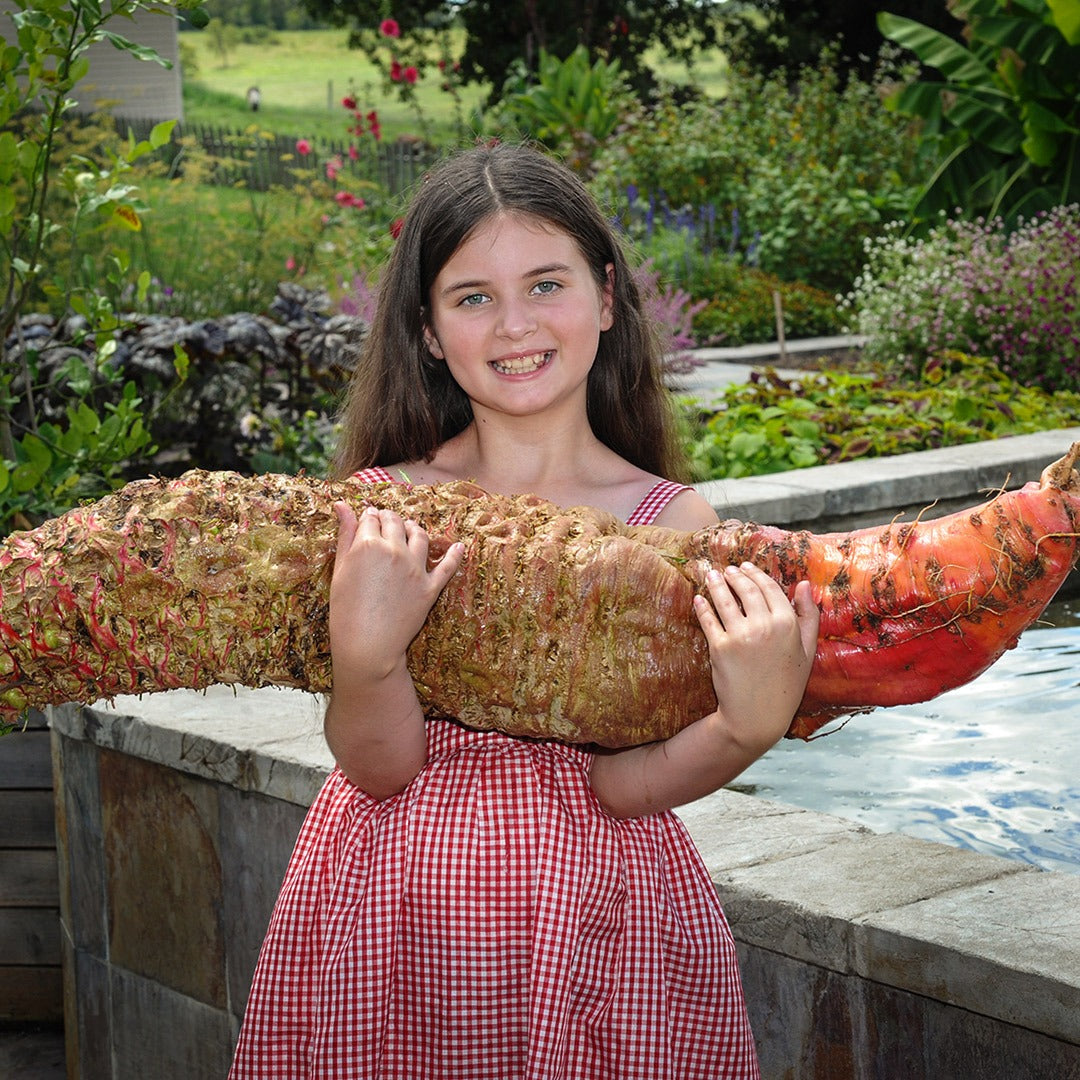 A smiling girl holding a giant Red Mangel Beet in the garden at Baker Creek.