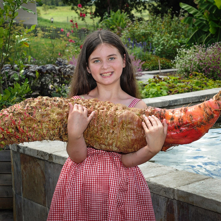 A smiling girl holding a giant Red Mangel Beet in the garden at Baker Creek.