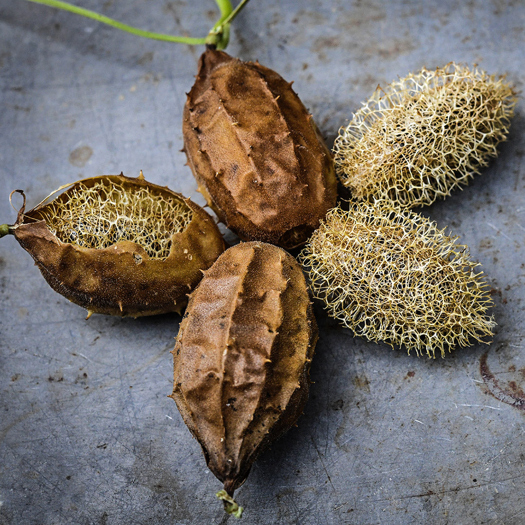 Five peeled and unpeeled Tiny Wild Luffa Gourds on a dark grey background.