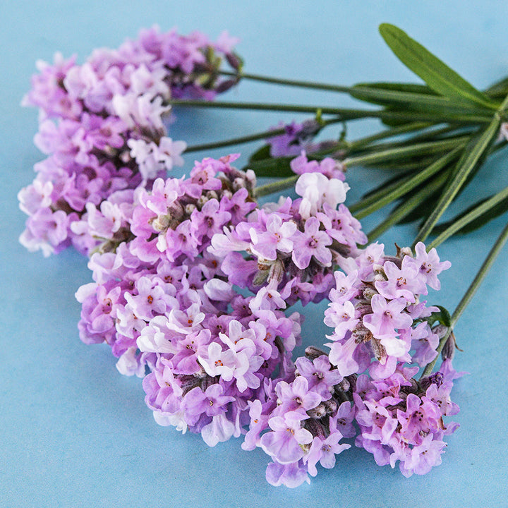 Ellagance Pink Lavender arranged on light blue background.