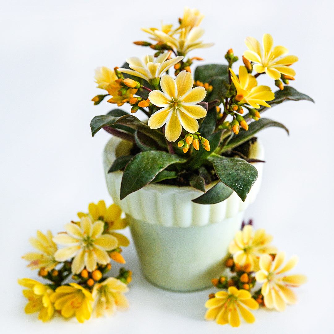 Elise Golden Yellow Lewisia in a small yellow pot surrounded by blooms on a white background.