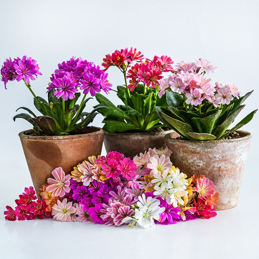 A trio of Elise Mix Lewisia plants in pots surrounded by a lot of flowers on a white background.