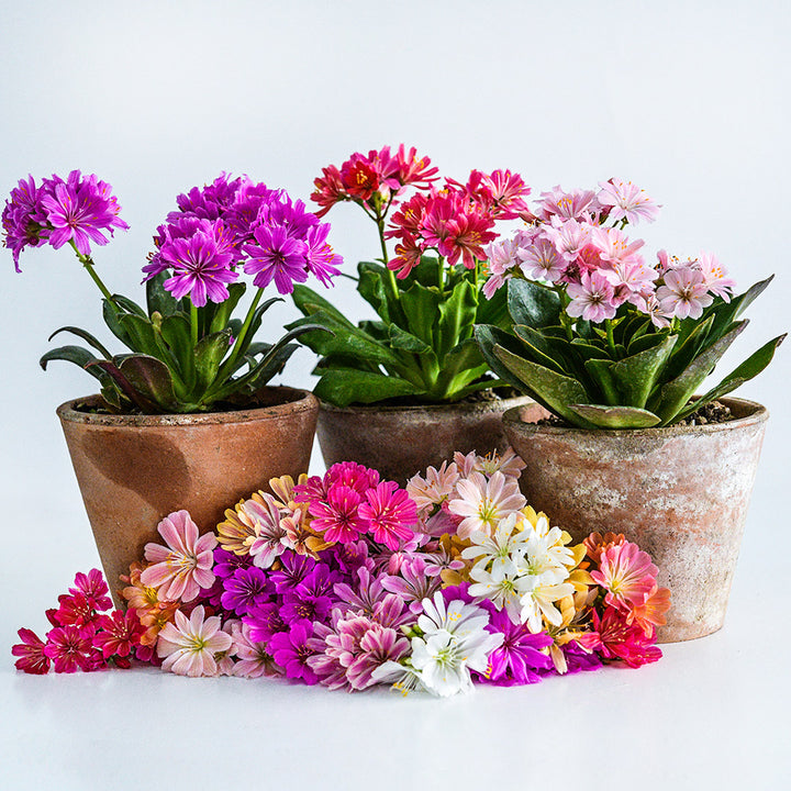 A trio of Elise Mix Lewisia plants in pots surrounded by a lot of flowers on a white background.