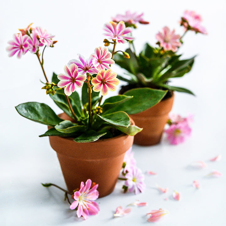 A coupe of pots of Elise Rosy Pink Lewisia plants with flowers on a white background.