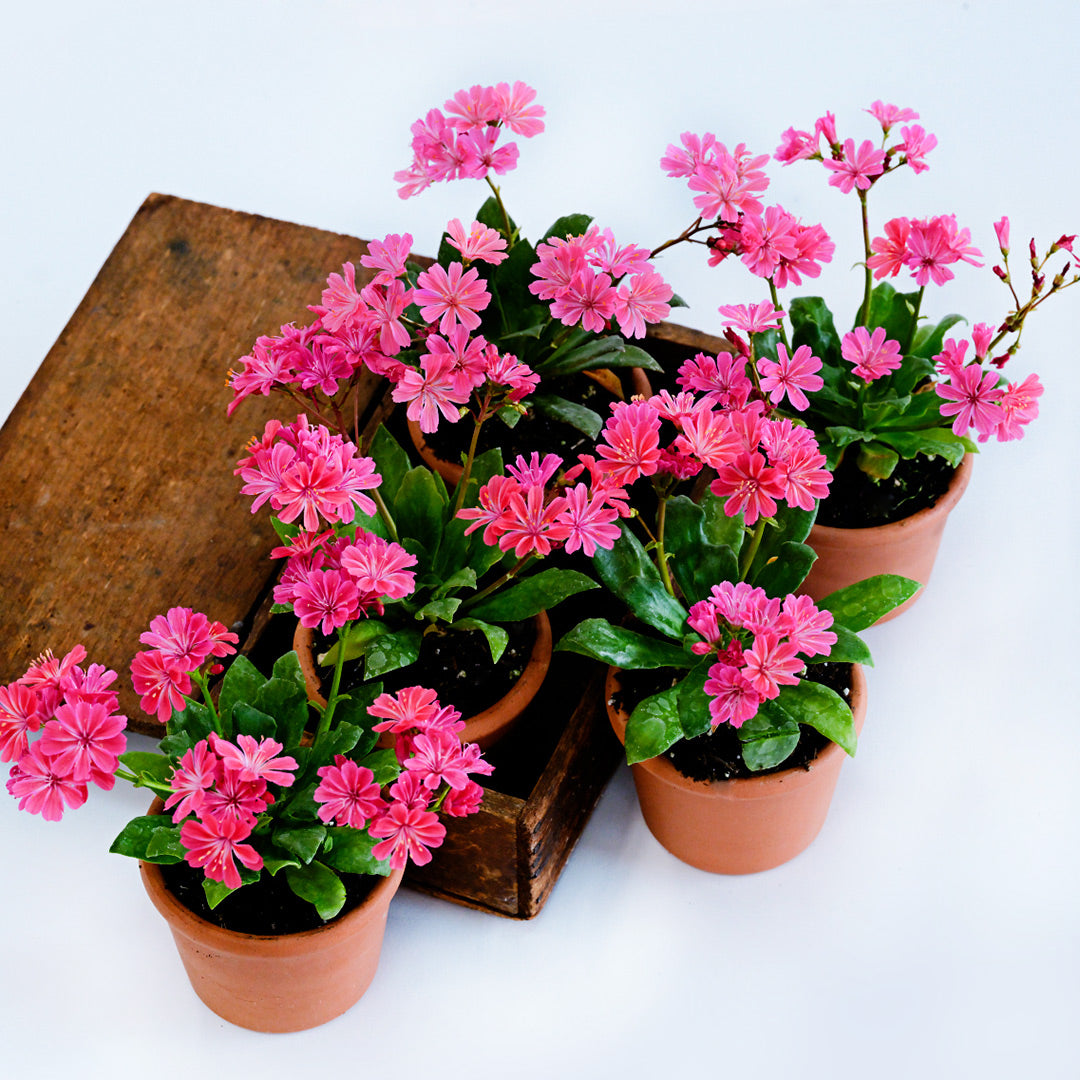Five terra cotta pots full of blooming Elise Ruby Red Lewisia on a white background.