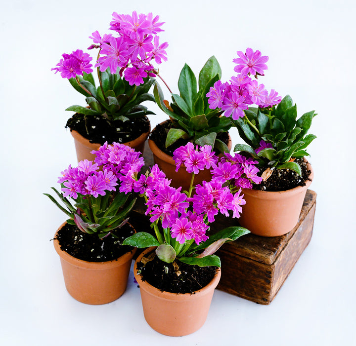 Five pots of Elise Ultra Violet Lewisia that are covered in blooms on a white background.