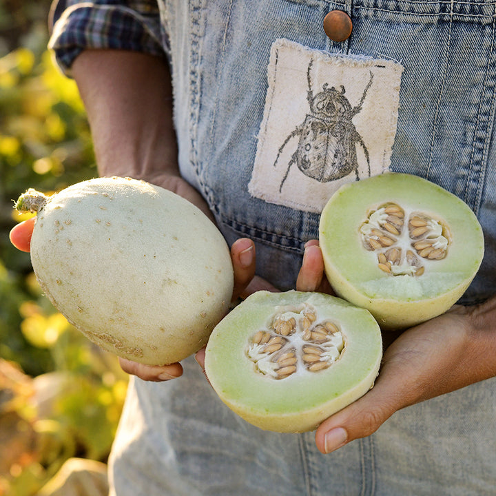 A gardener holding cut and whole Oliver's Pearl Cluster Melons at the Baker Creek trial farm in California.