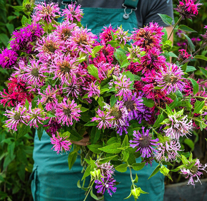A gardener holding a bouquet of Spielarten Mix Bee Balm in the gardens at Baker Creek.