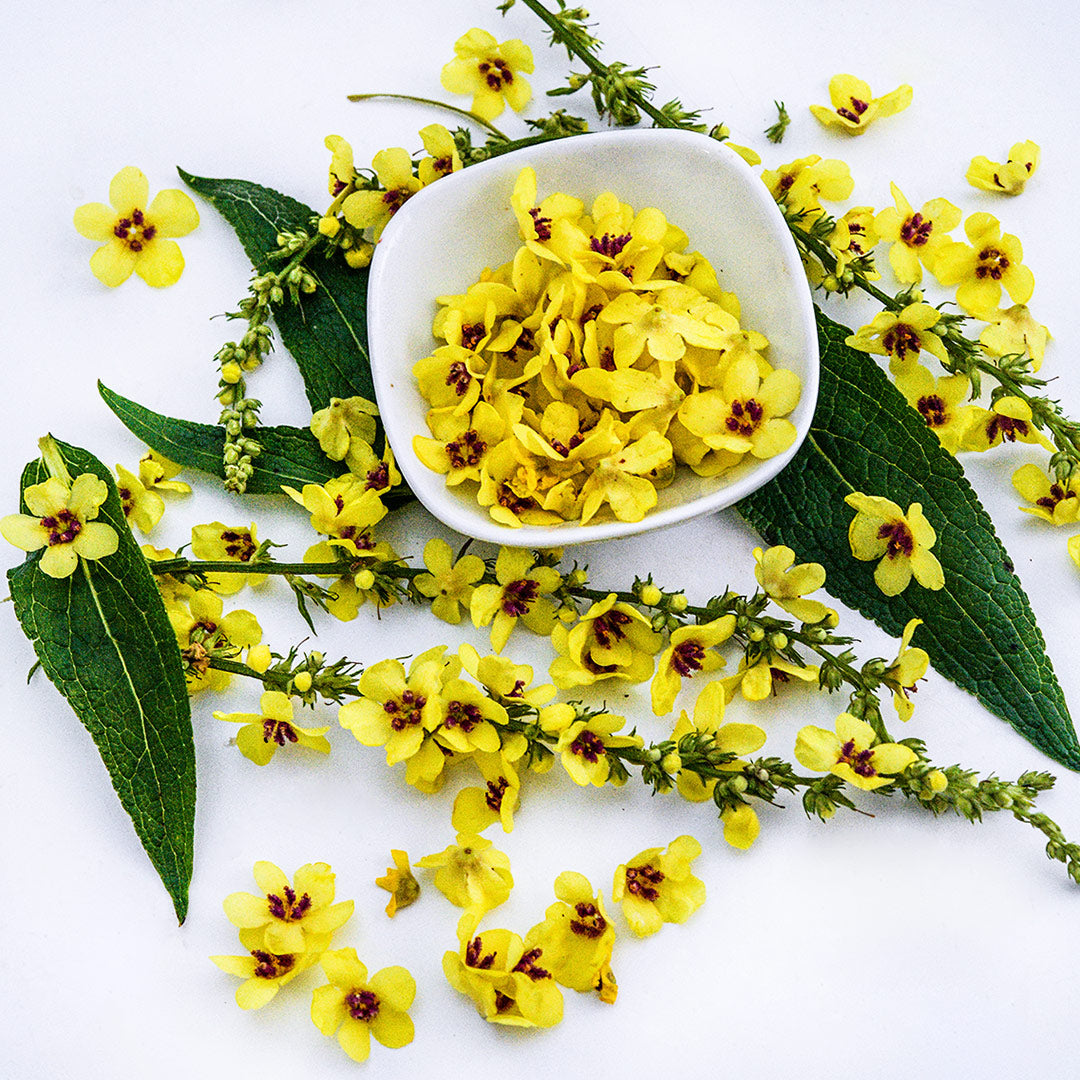 An overhead view of yellow Sixteen Candles Mullein flowers in a small dish with leaves and flowered stems.