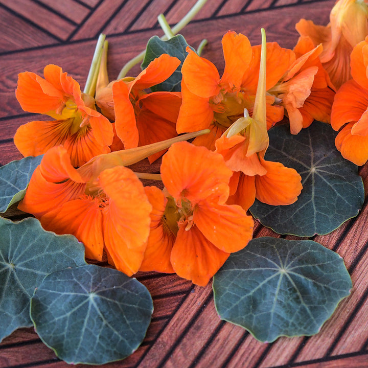 Baby Orange Nasturtium flowers with leaves on a vintage wood background.