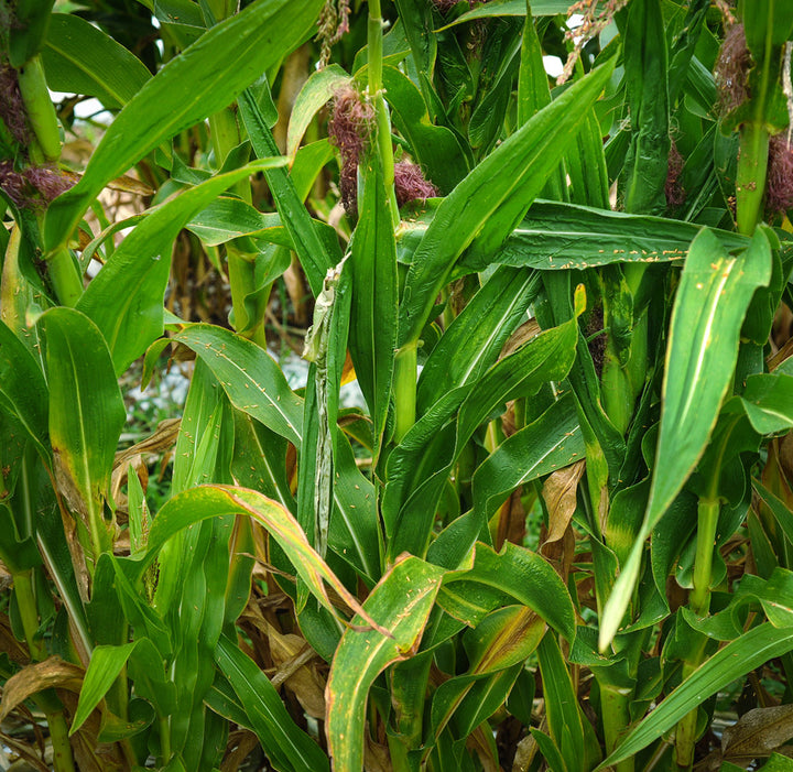 Chires Baby Corn stalks growing in the field at Baker Creek in Mansfield, Missouri.