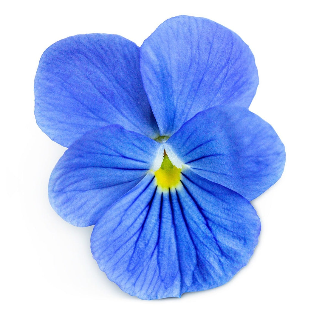 A single Blue Perfection Viola flower on a white background.