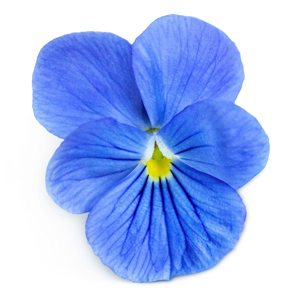 A single Blue Perfection Viola flower on a white background.