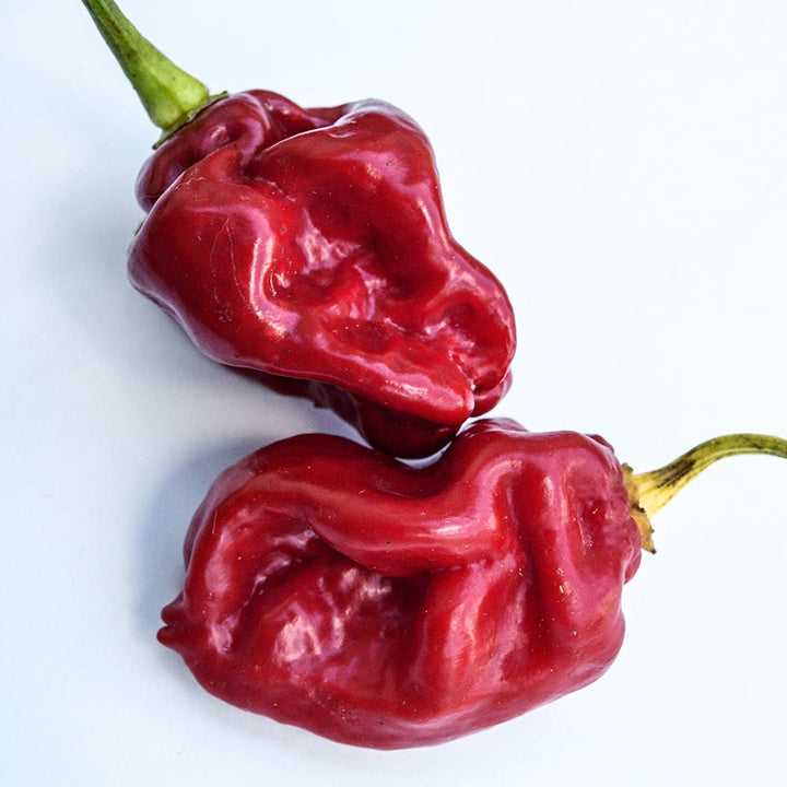 A detailed close-up view of a couple of Asante Hot peppers on a white background.