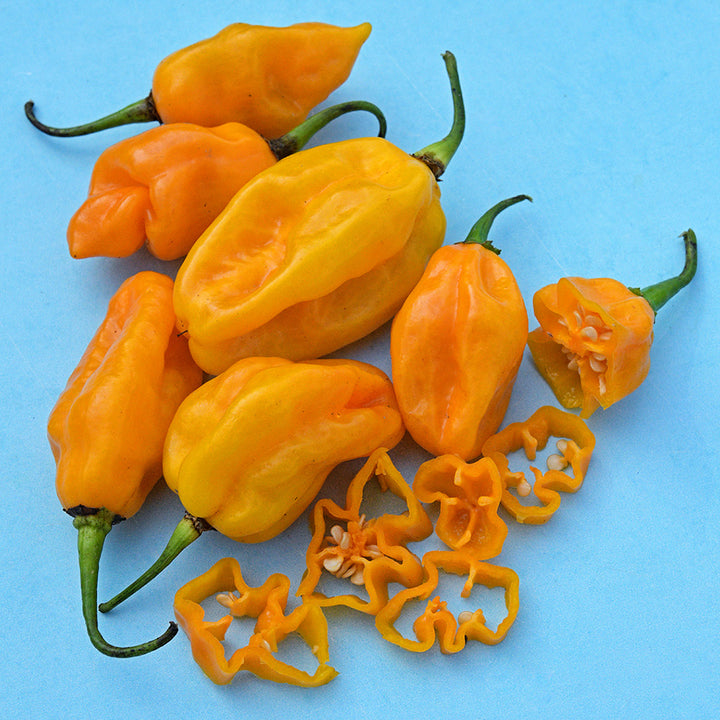 Cut and whole Ojeenmma Hot Peppers on light blue background.