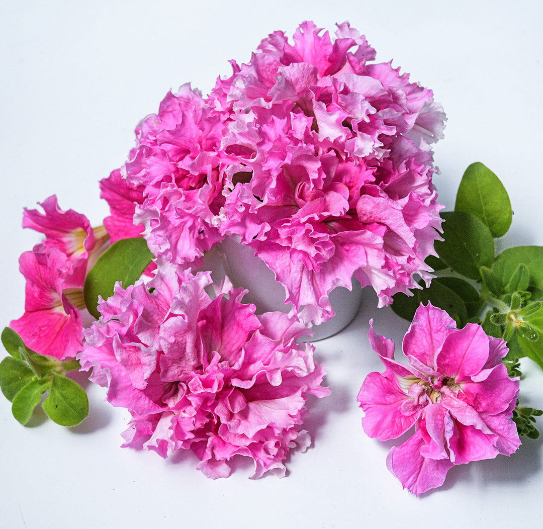 Peace Petunia flowers in a little white vase with foliage on a white background.