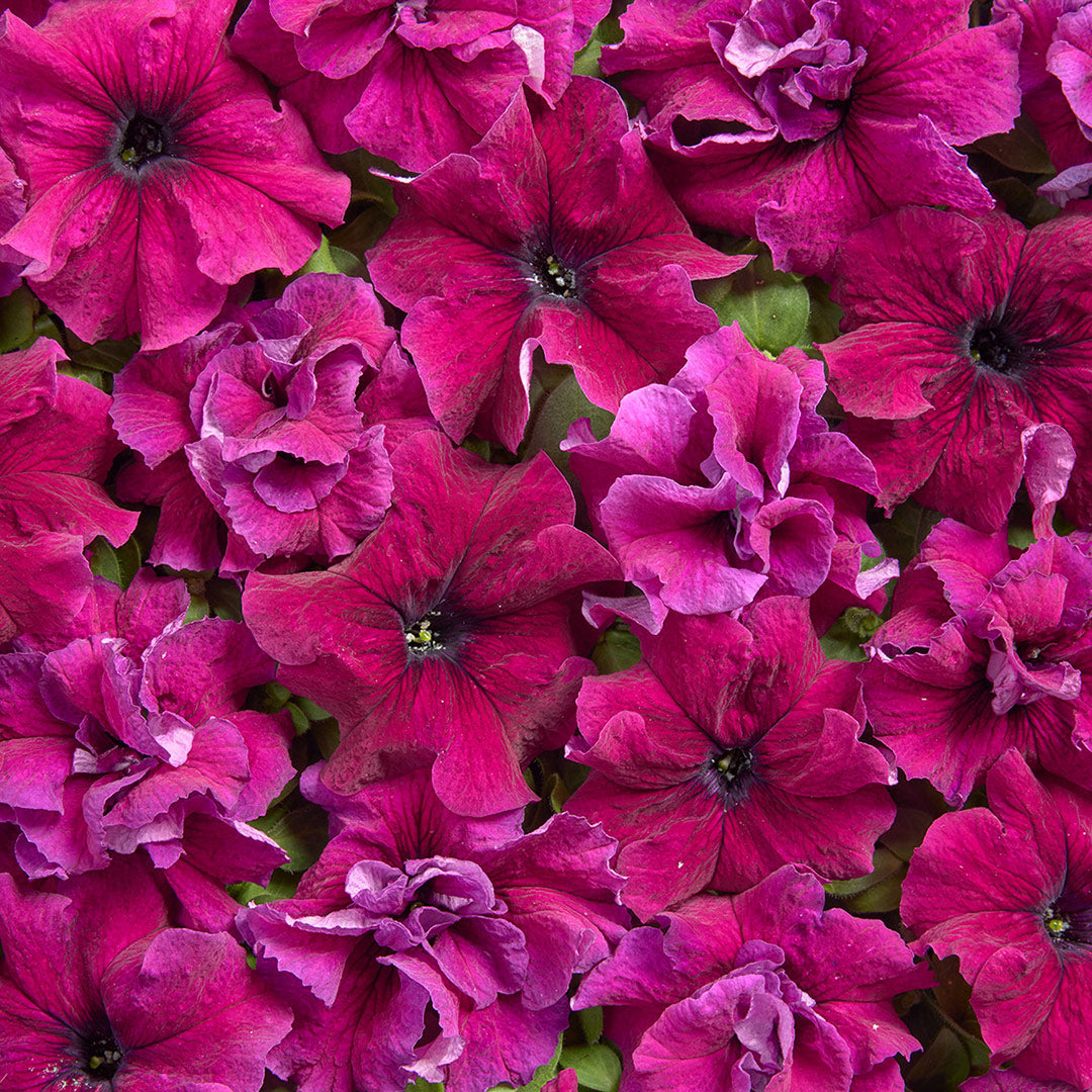 An overhead view of Purple Dwarf Petunias arranged in rows. Image courtesy of Cerny&