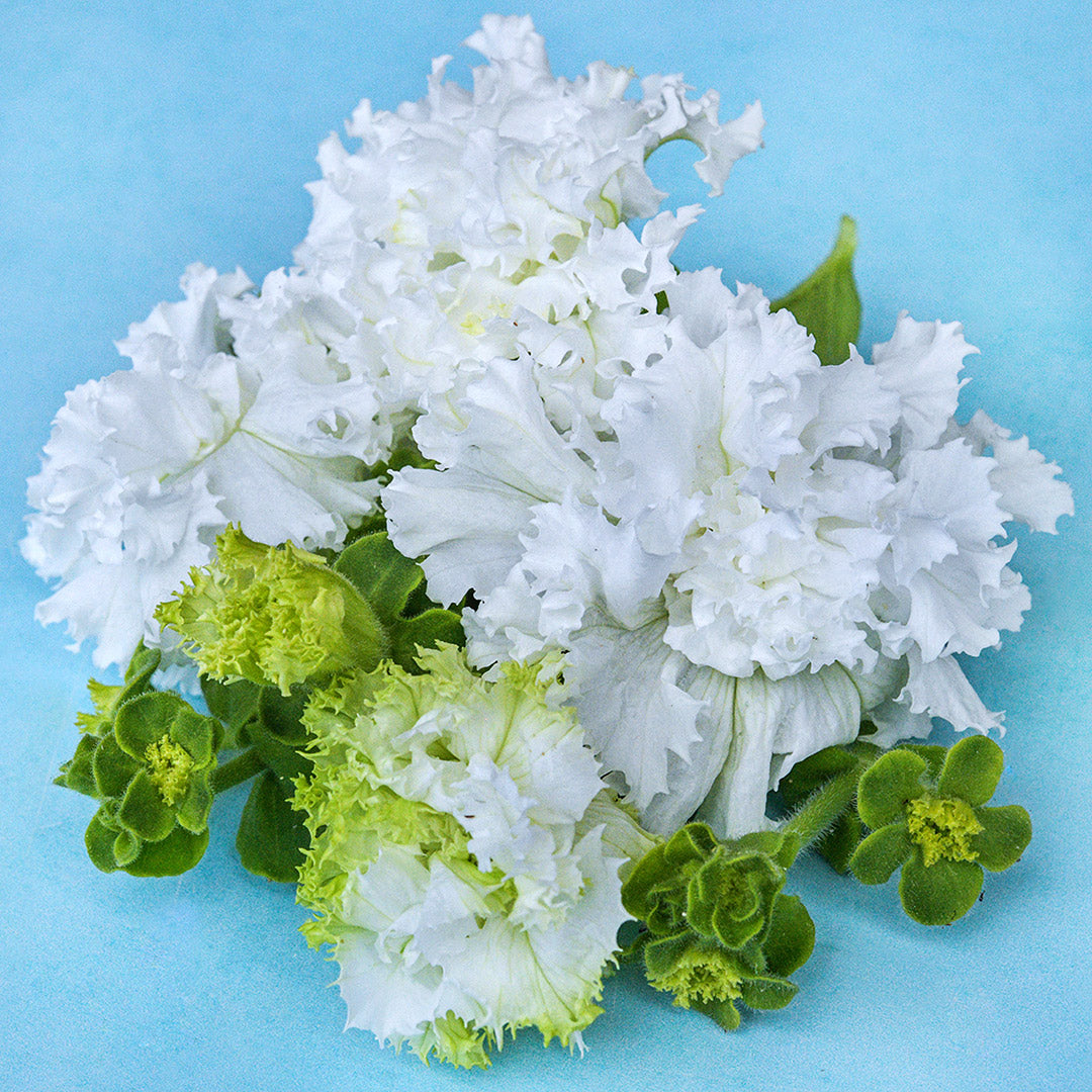 An arrangement of White Double Petunias on a light blue background with foliage.