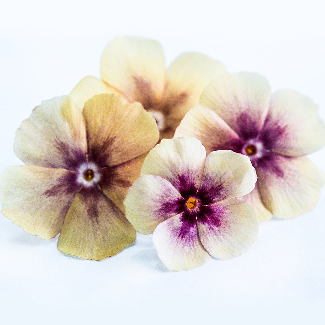 A close-up macro view of four Cherry Caramel Phlox flowers on a white background.