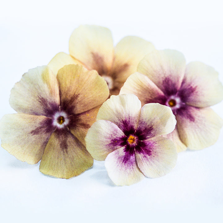 A close-up macro view of four Cherry Caramel Phlox flowers on a white background.