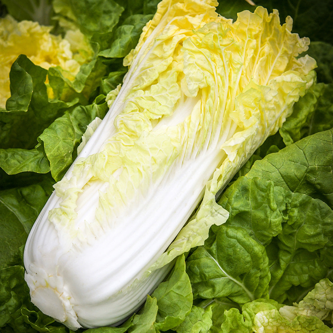 A single head of Golden Beauty Chinese Cabbage on bed of green outer leaves in a greenhouse.