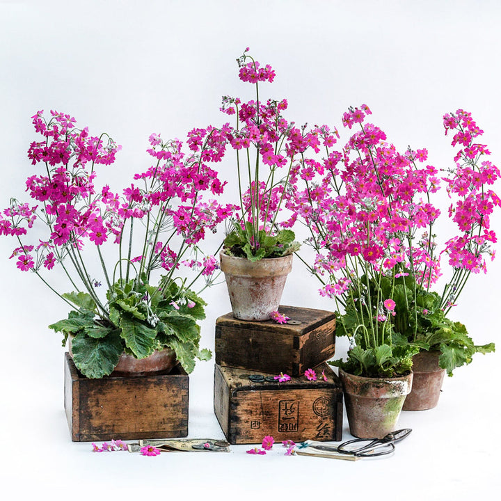 Pink Beauty Primrose plants growing in pots and covered in blooms arranged on a white background.