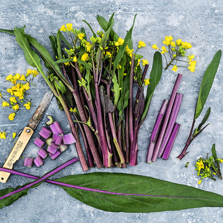 A bundle of Purple or Chinese Flowering Cabbage Choy Sum with blooms and chopped stems on a grey background.