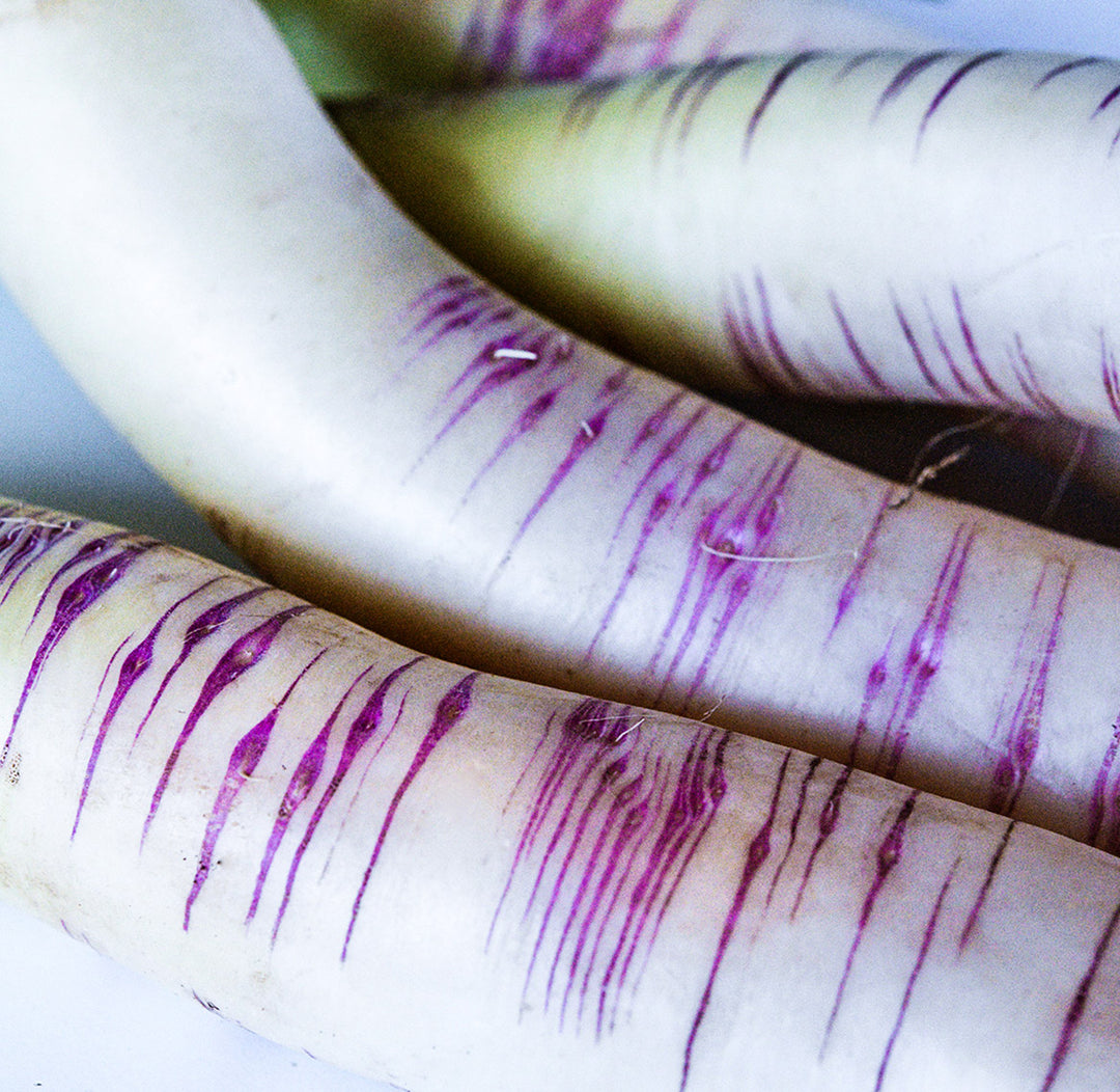 Akasuji Radishes photographed to show the purple stripes on the roots.